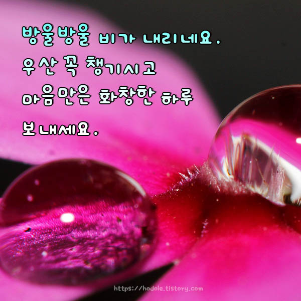 비가오넹