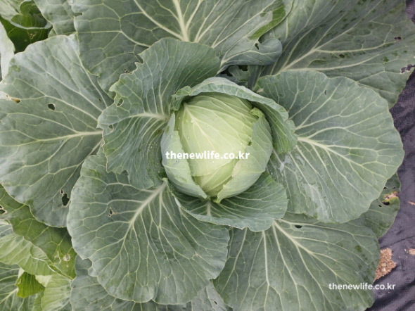양배추 효능 위장 건강 비타민 U