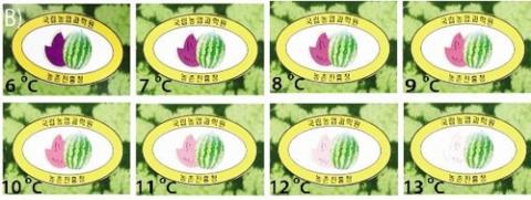 수박온도스티커