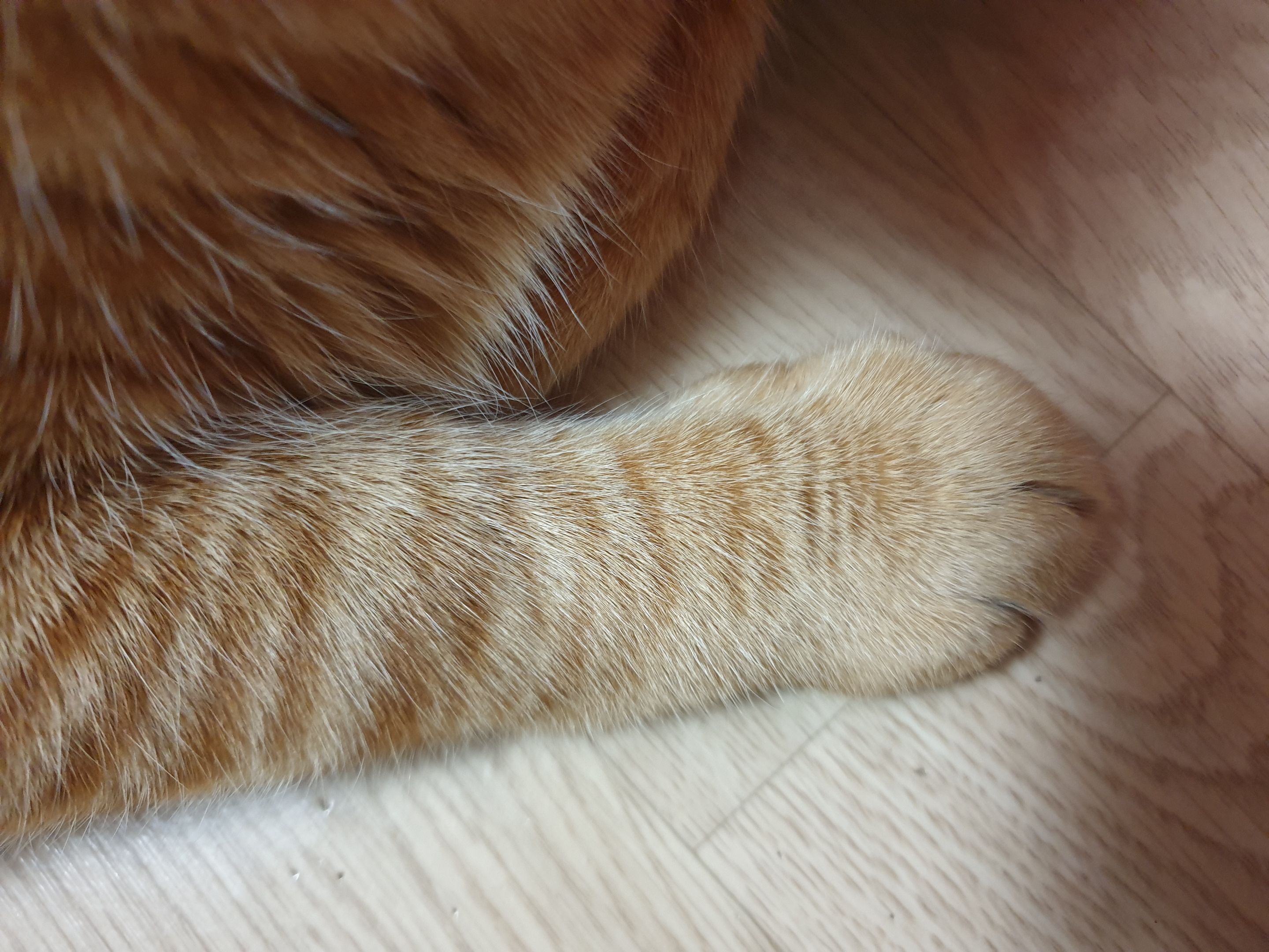 고양이 발