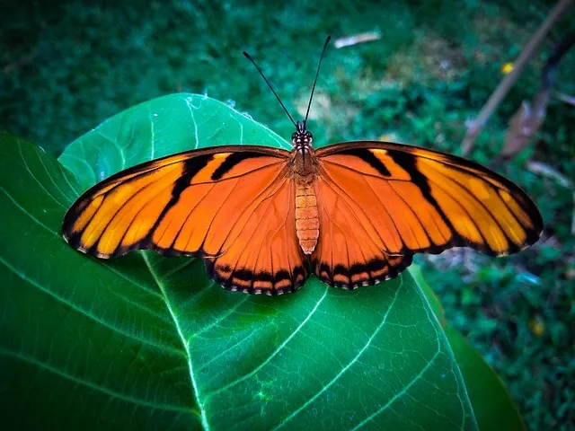 노주노교 종류 이곡 두곡 특곡 비교 및 가격 특징 소개_3