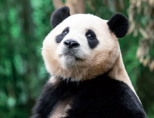 판다월드 푸바오 큐패스 예약하기 (최신판)