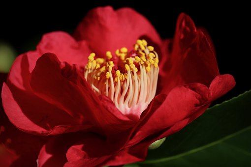 동백꽃 주꾸미 축제