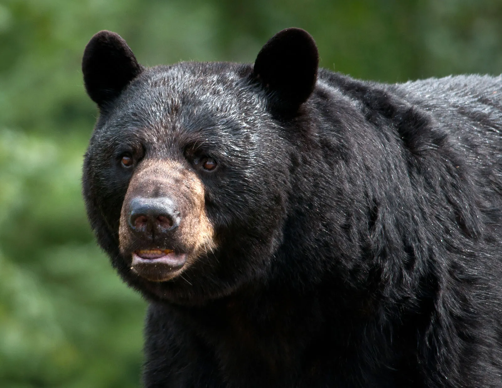 [포유류] 아메리카흑곰 Ursus americanus