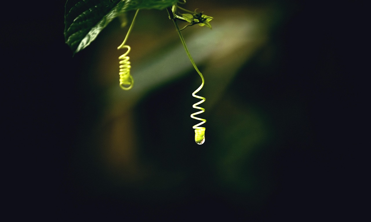 LED 조명을 활용해 식물을 더욱 돋보이게 만들기 관련 사진