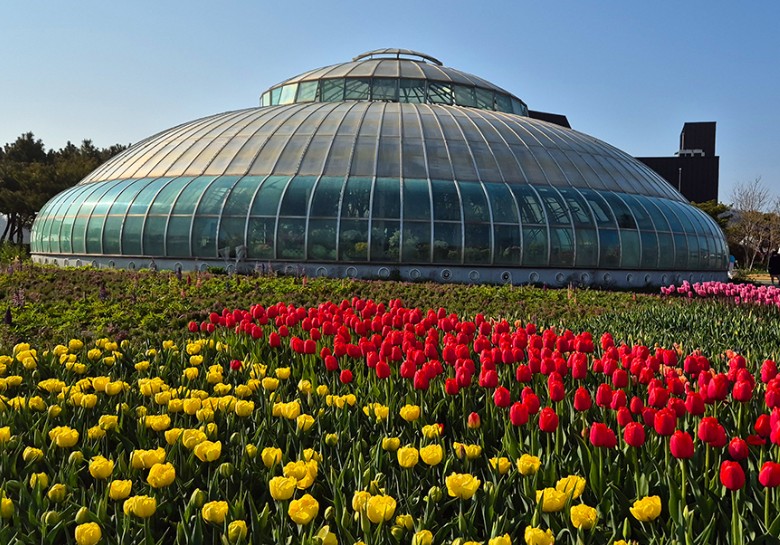 태안 튤립축제 기간 입장료 할인