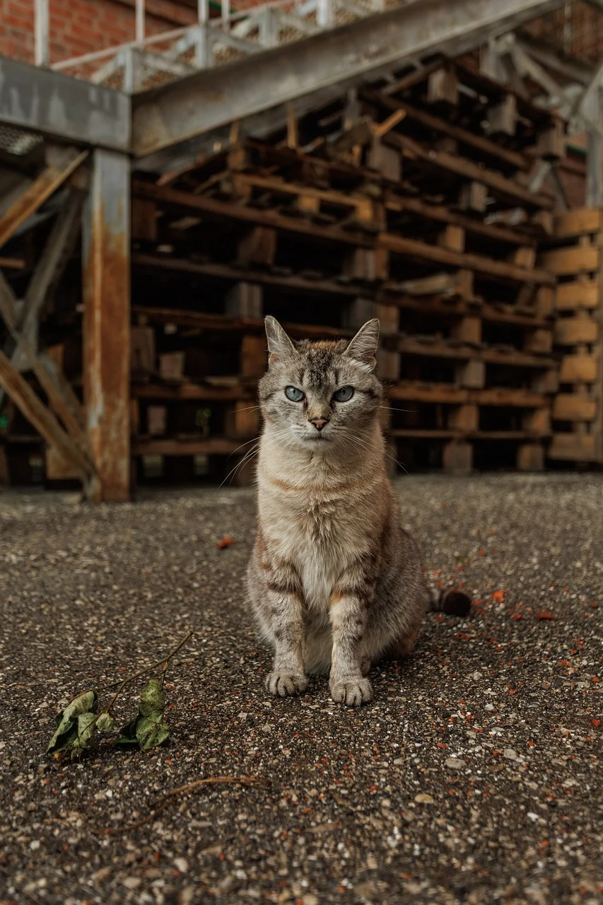 제12편 군중 심리(Crowd Psychology): 집단 속에서 개인 판단이 변화하는 구조