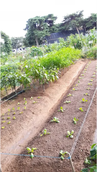 8월에 심는 밭작물 모종 채소 재배법 알아보기_11