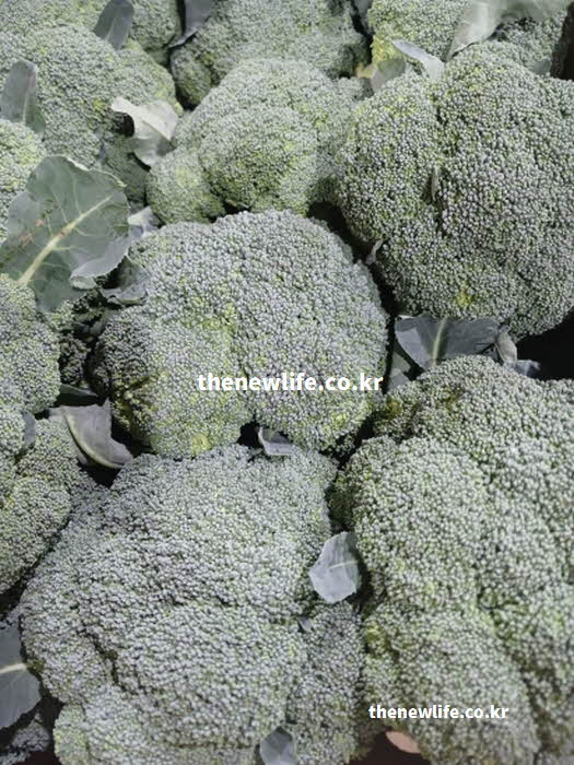 브로콜리 효능의 제철 시기와 요리 활용을 보여주는 실사진