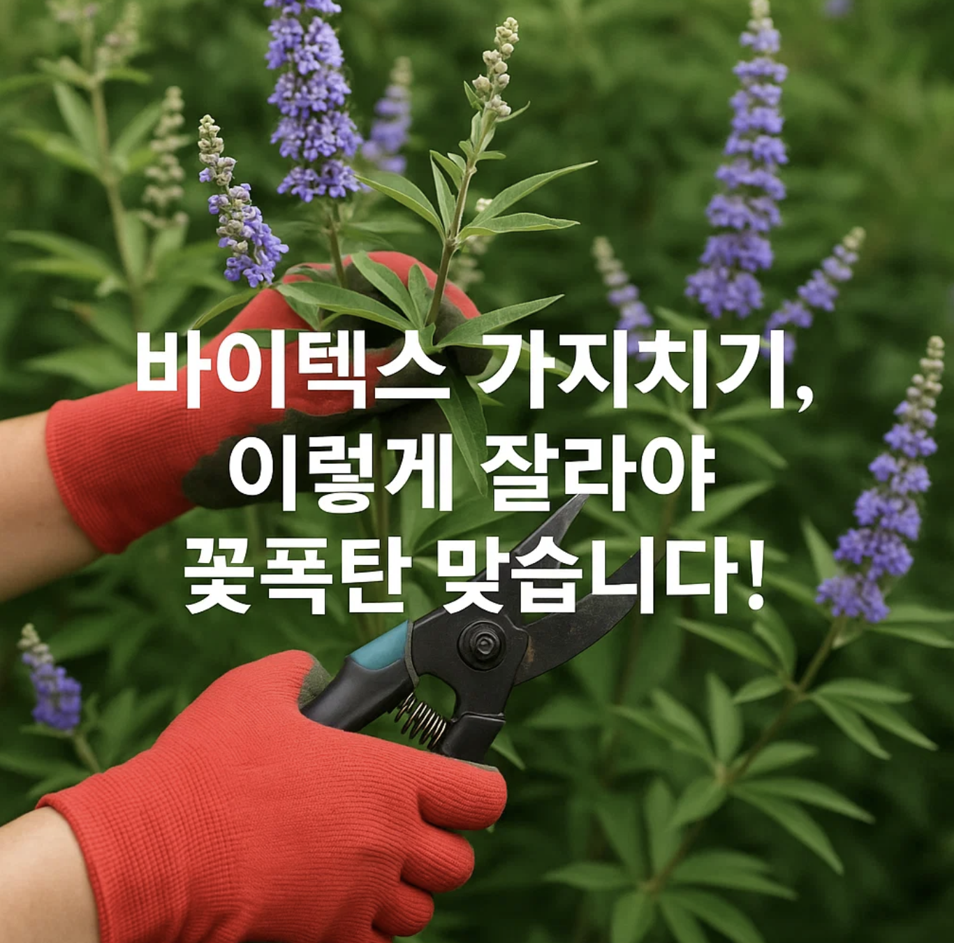 바이텍스 가지치기, 이렇게 잘라야 꽃폭탄 맞습니다!