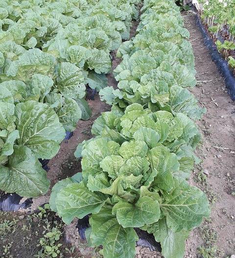 이마트 절임배추 예약