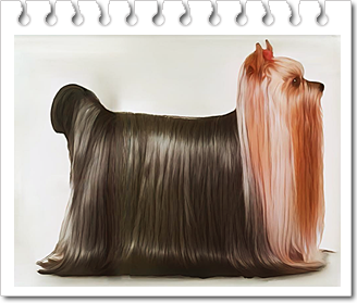 테리어
요크셔 테리어 (Yorkshire Terrier)