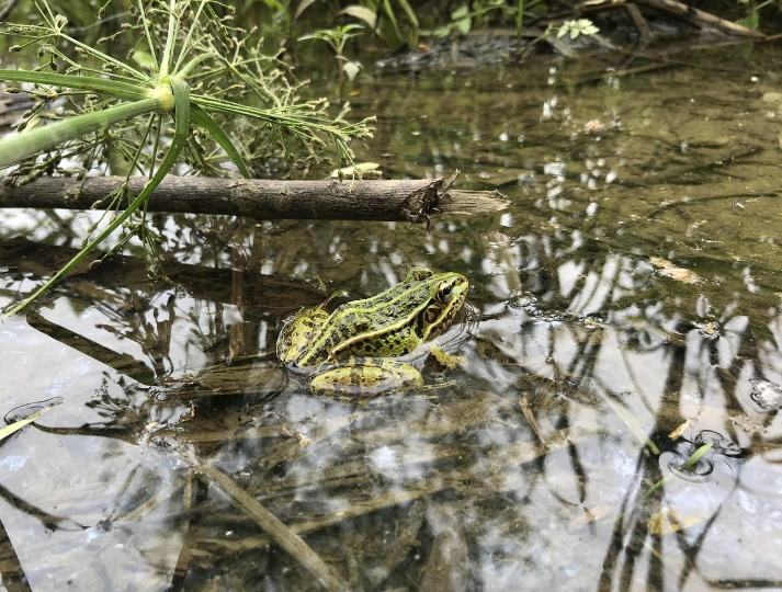 경칩-개구리-봄