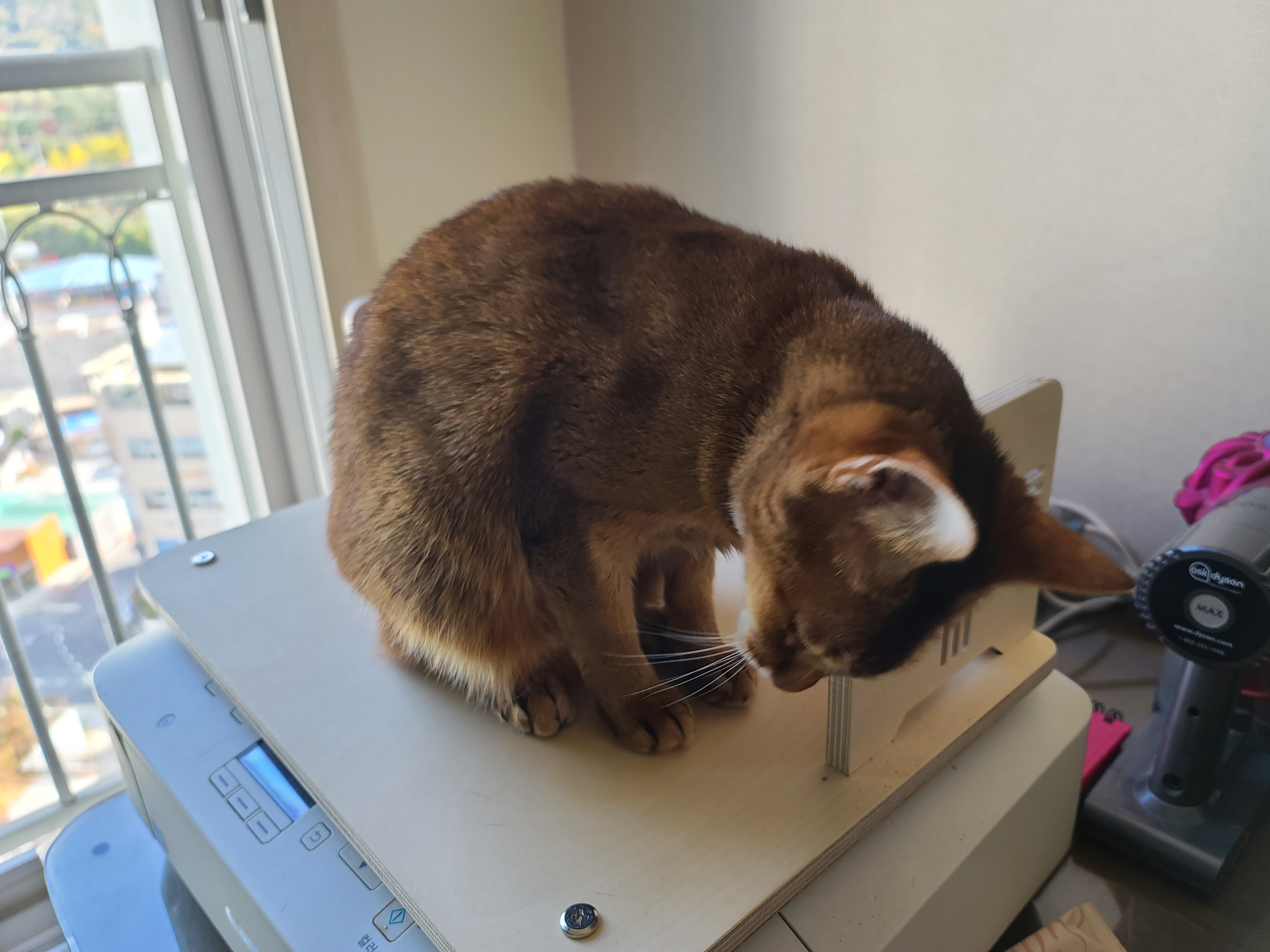 고양이의 스트레스에 관해..(루디는 결국 또 병원행)