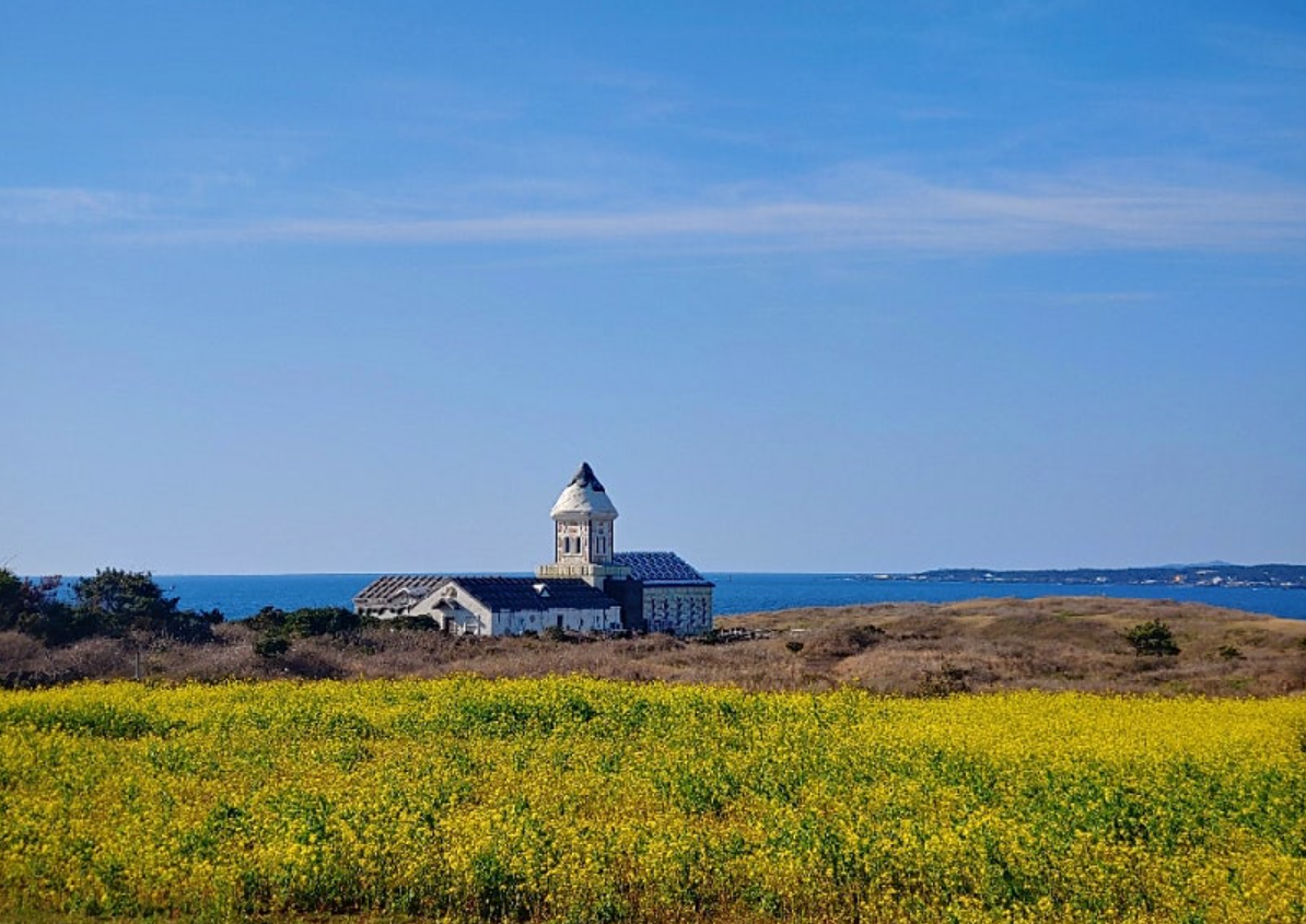 섭지코지 유채꽃