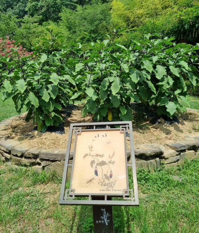 신사임당그림-가지