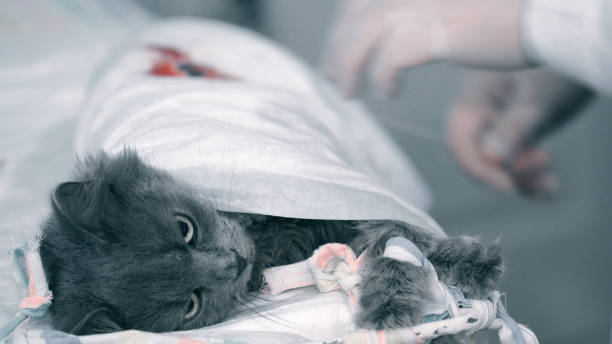 중성화 수술의 장점과 단점