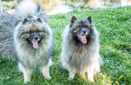 두 마리의 키스혼도.