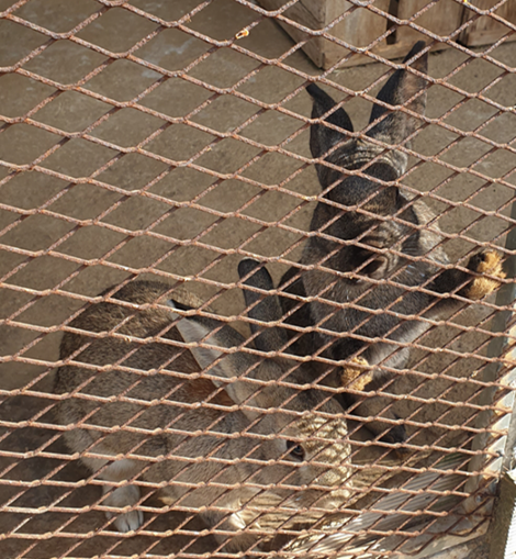 제주도 한달살기 트로이테마농원 4인가족