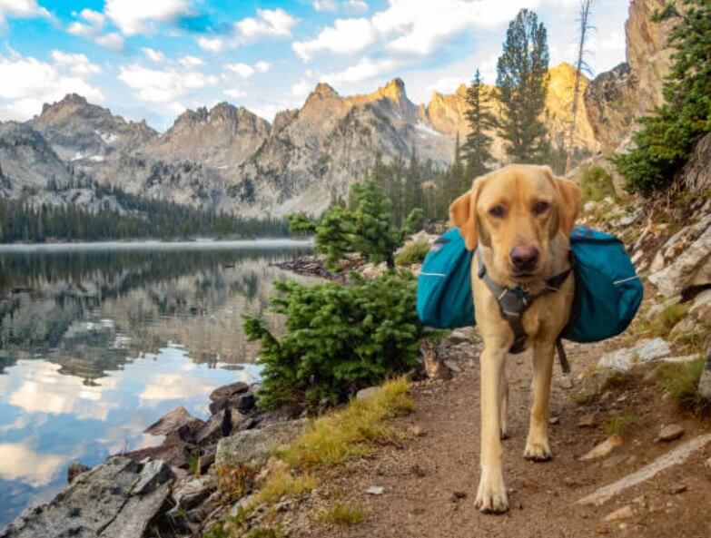 개띠와상극띠용띠