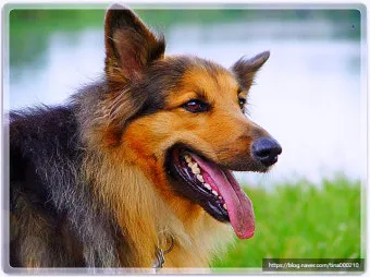 강아지 오래사는 신장관리 비법 생활습관_26