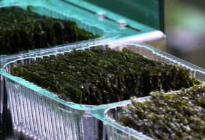 김 효능 영양성분