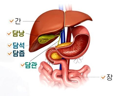 담낭 위치