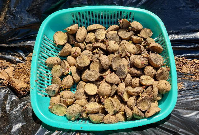 농사짓기 2월 3월에 심는 작물 7가지 파종시기