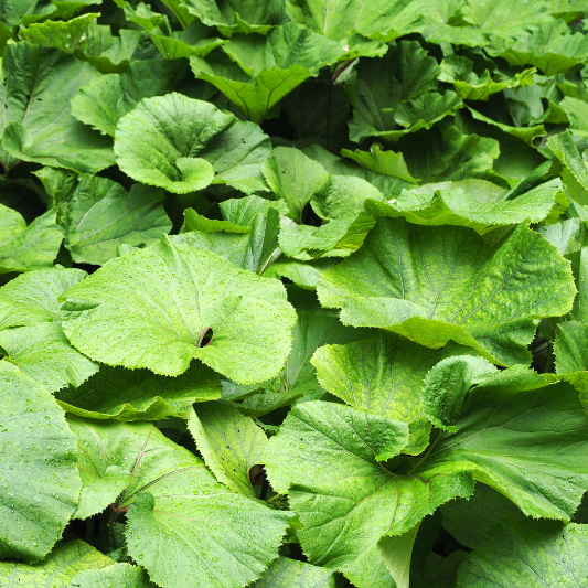 머위 효능 부작용 먹는 방법 총정리 봄나물 머위 제대로 알고 먹기