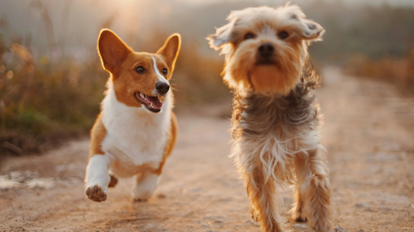 길위를 달리고 있는 강아지들