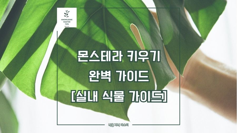 몬스테라 키우기, 완벽 가이드 [실내 식물 가이드]