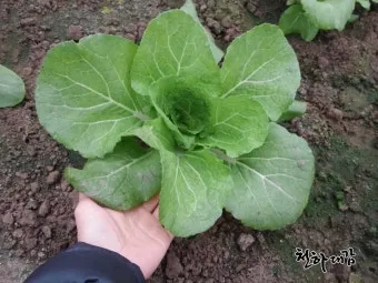 봄동 재배 파종시기 노지 월동 보온 피복 웃거름 타이밍_10