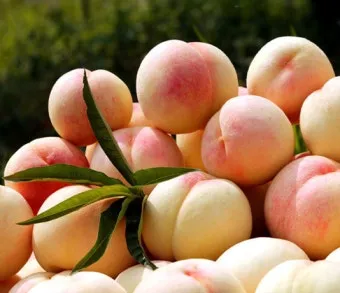 7월 제철 과일 고르는 법과 가장 맛있게 먹는 팁 소개_11