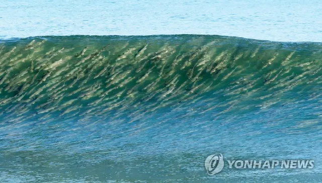 강릉 파도 예측 해안 산책 포토 스폿 안전 거리두기_2