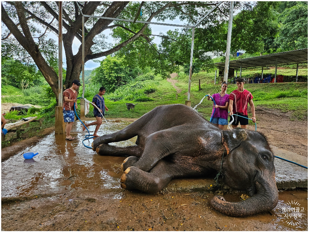 치앙마이 코끼리 보호구역