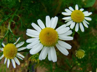 카모마일 재배 직파 심기 연속 개화 수확 건조_7