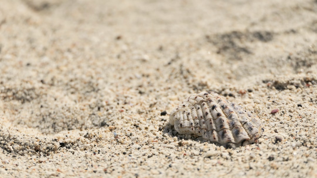 Clam