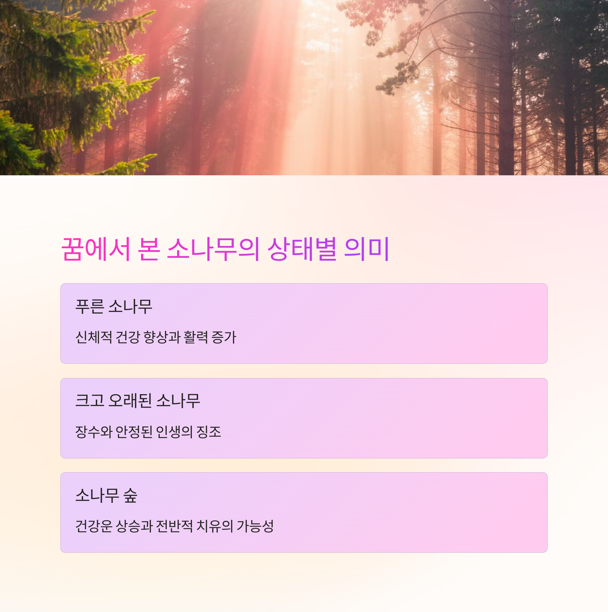 노송나무 소나무를 보는 꿈