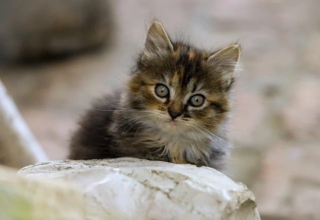 겨울철 반려동물 산책 시 주의사항 완벽 가이드