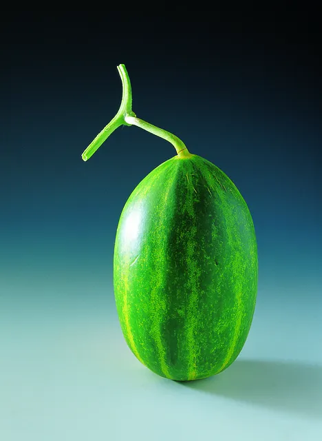 참외 효능 및 영양 정보 섭취 효과 정리_3