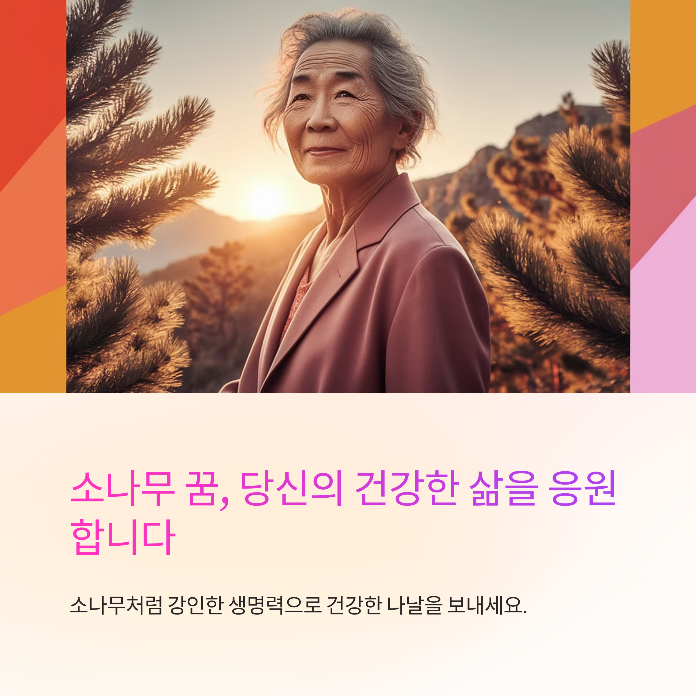 노송나무 소나무를 보는 꿈