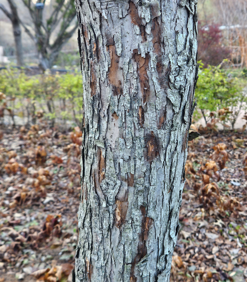 야광나무 수피1