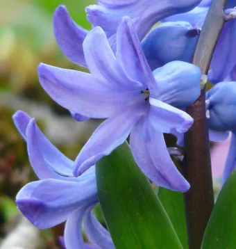 히아신스 꽃말 키우는법 꽃이 지고난 후 수경재배_2