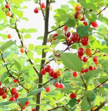 보리수 열매 효능