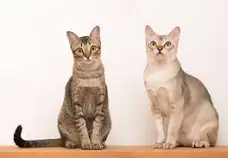 싱가푸라고양이