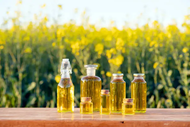 충북 벚꽃 명소 베스트10 벚꽃축제 여행 꿀팁 정리