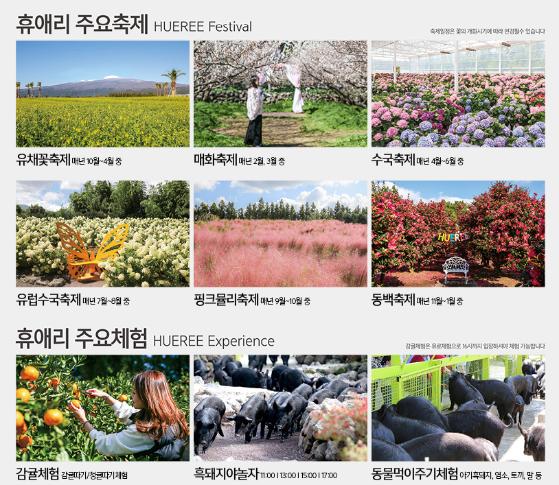 제주도 휴애리 수국축제 총정리