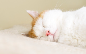 고양이