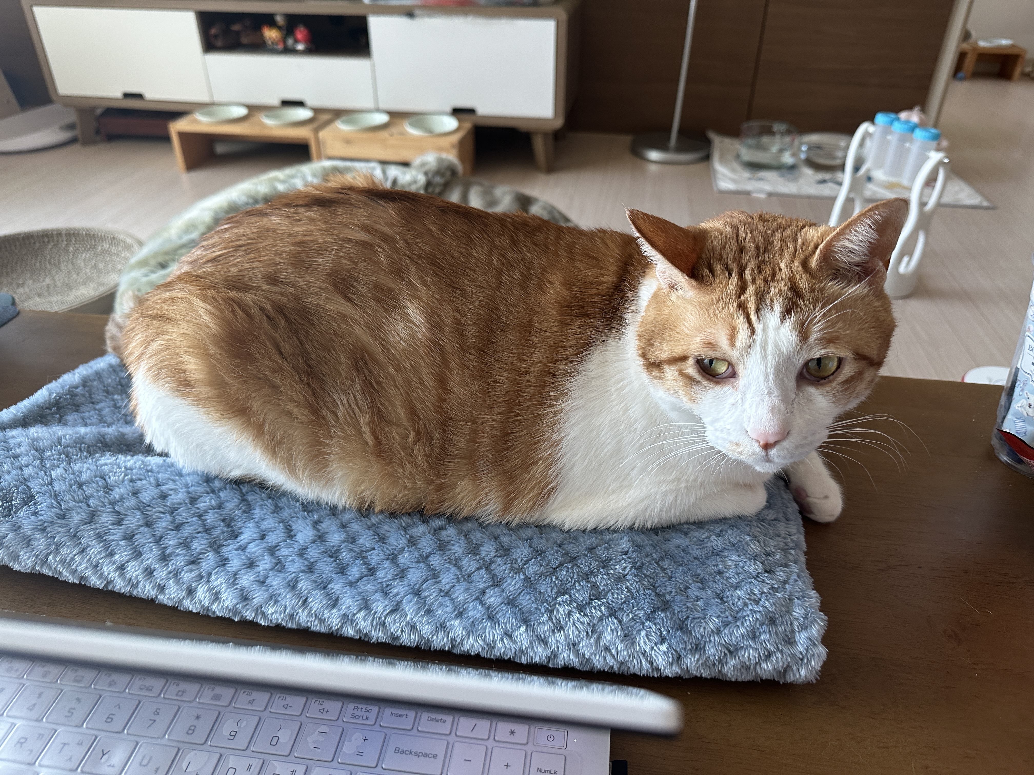 결국 막둥이 지정석을 만들어줬다 (feat. 냥냥이들 행동교정시 포인트는 평온한마음)