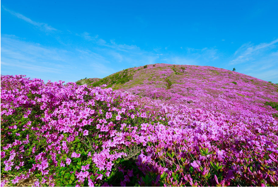 일림산 철쭉 축제 개화상황